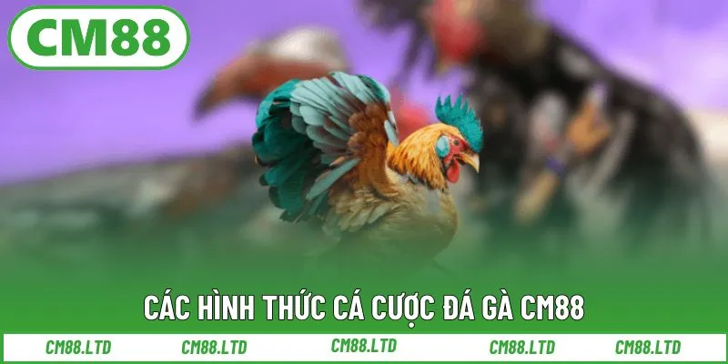 Các hình thức cá cược đá gà CM88