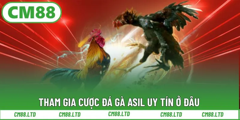 Tham gia cược đá gà Asil uy tín ở đâu?