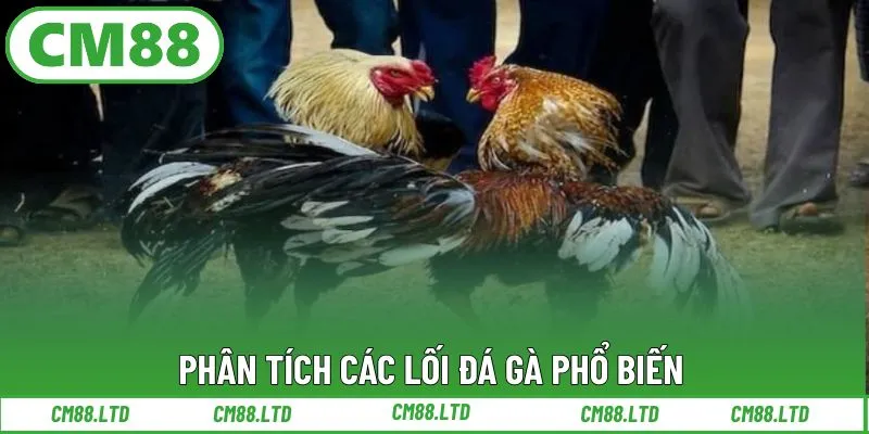 Phân tích các lối đá gà phổ biến